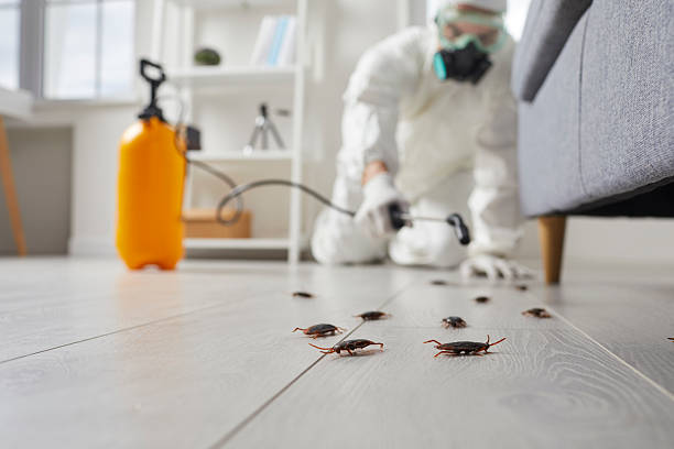 Affordable Termite Control solutions in Vincent, CA